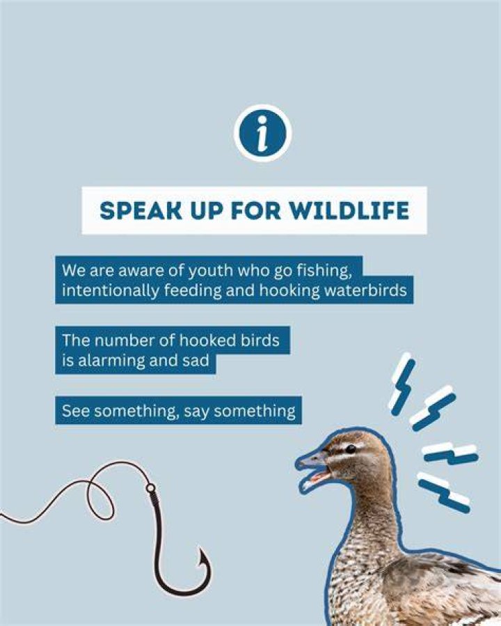Are birds aware of humans?