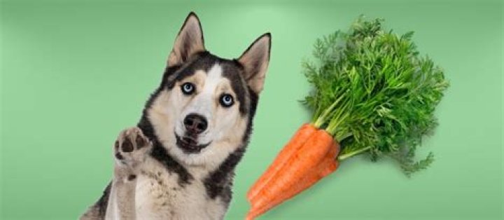 Are carrots healthy for dogs?