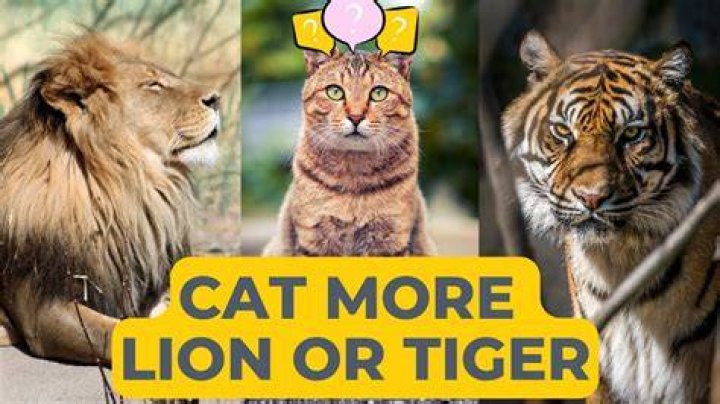 Are house cats closer to lions or tigers?