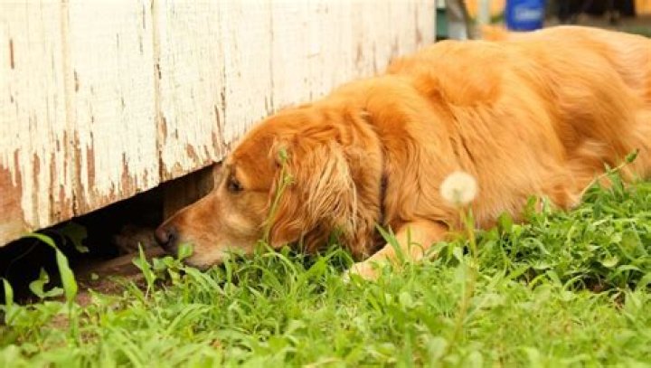 Are rats scared of big dogs?