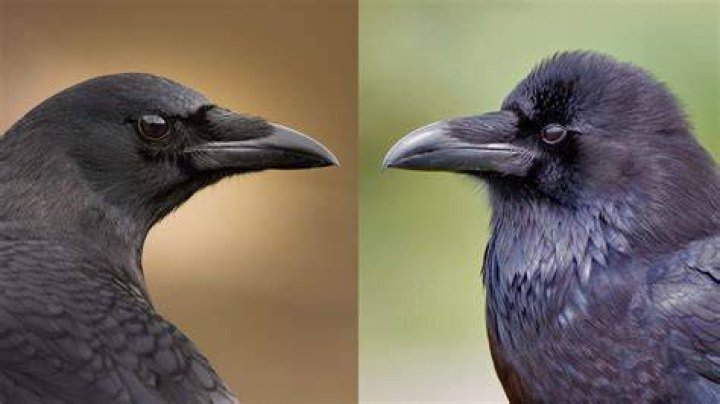 Are ravens scared of hawks?