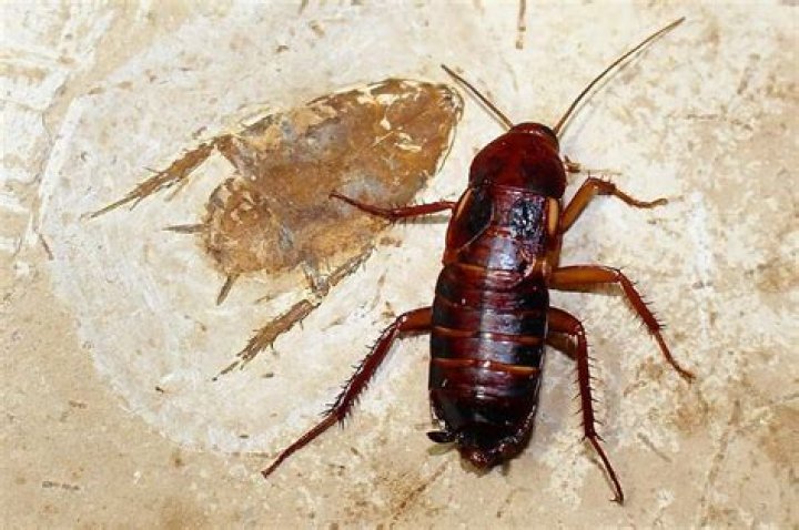 Are roaches older than dinosaurs?
