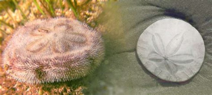 Are sand dollars live?