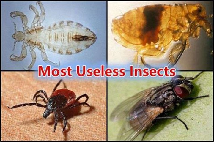 Are there any useless insects?