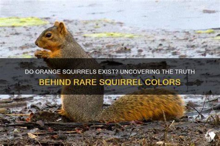 Are there orange squirrels?