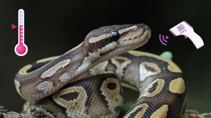 Can a ball python overheat?