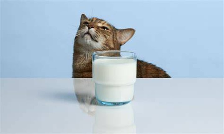 Can a cat drink milk?