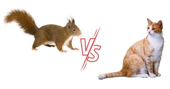 Can a squirrel fight off a cat?