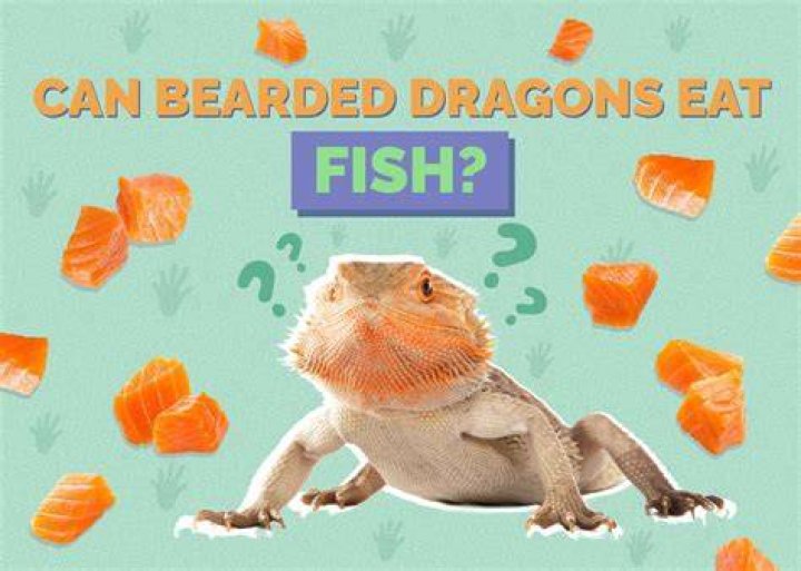 Can bearded dragons have fish?