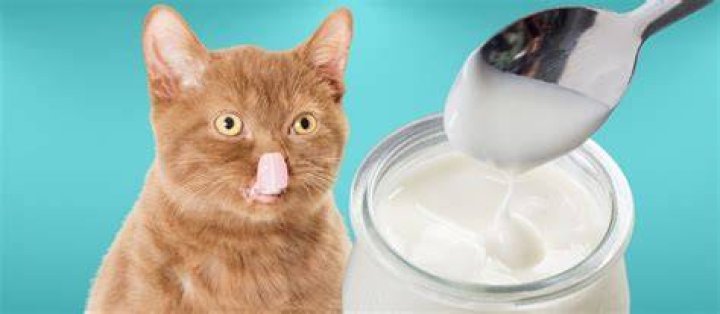 Can cats have yogurt?