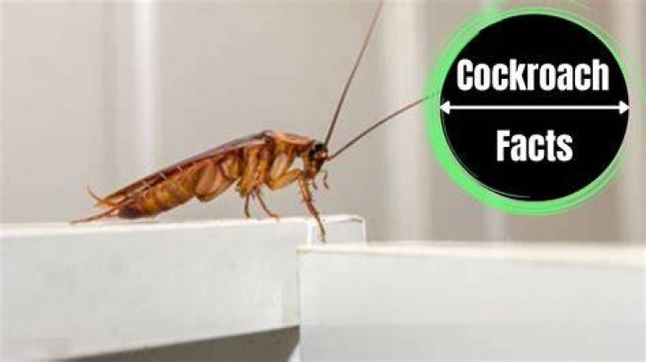 Can cockroaches hear you?