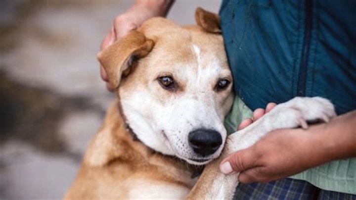 Can dogs really cry?
