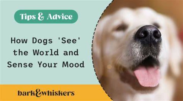 Can dogs sense your fear?