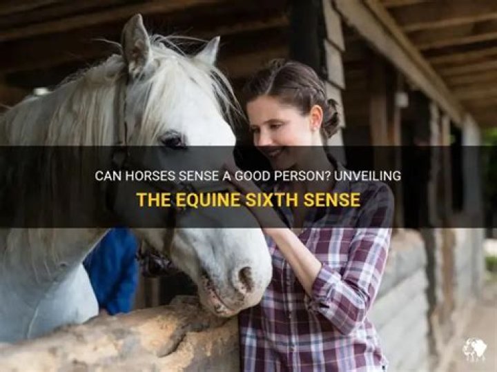 Can horses sense a good person?