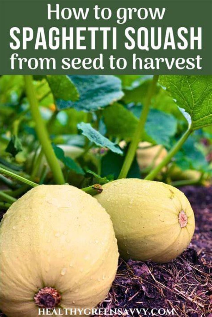 Can I plant the seeds from my spaghetti squash?