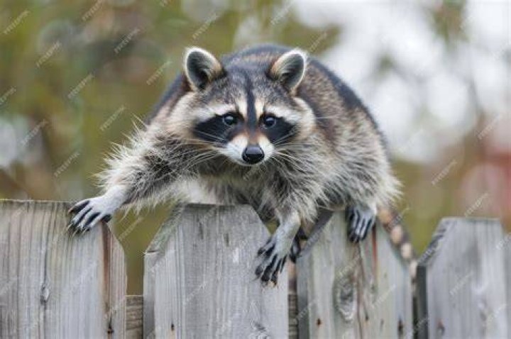 Can raccoons climb fences?