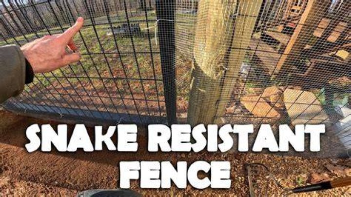 Can snakes climb chain link fence?