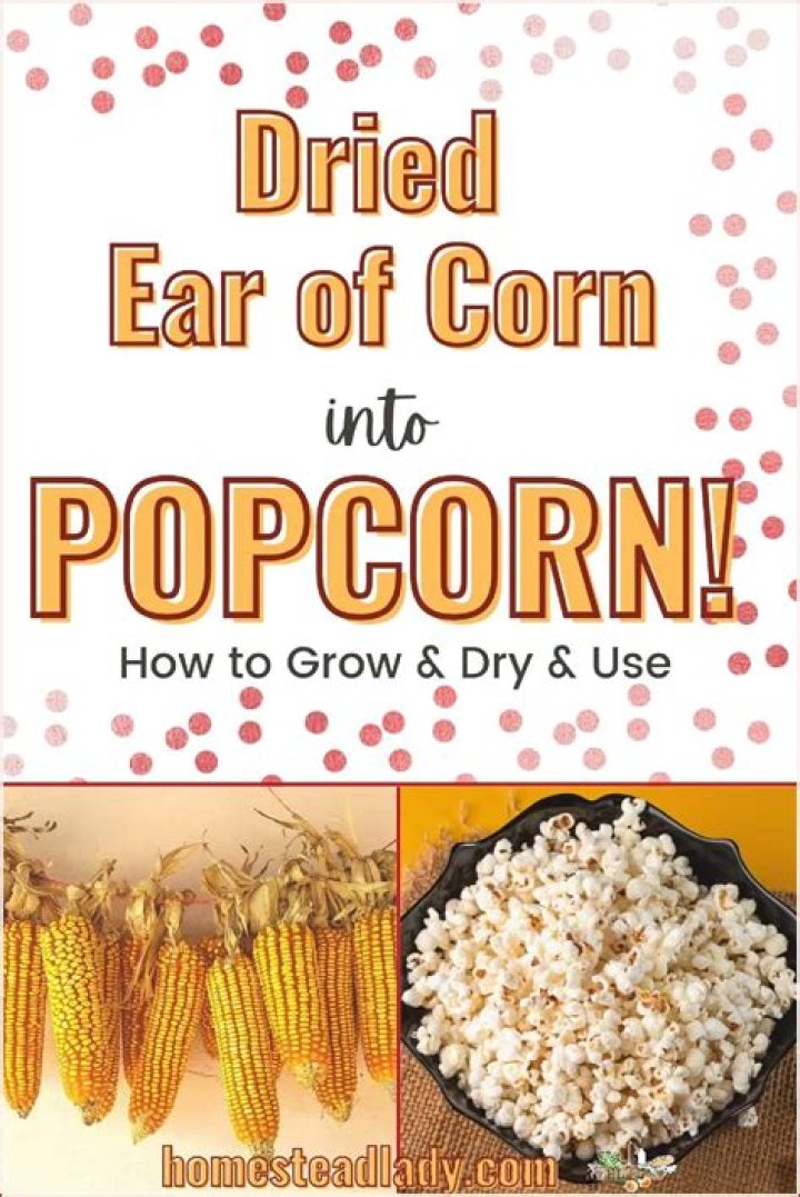 Can you dry corn to make popcorn?