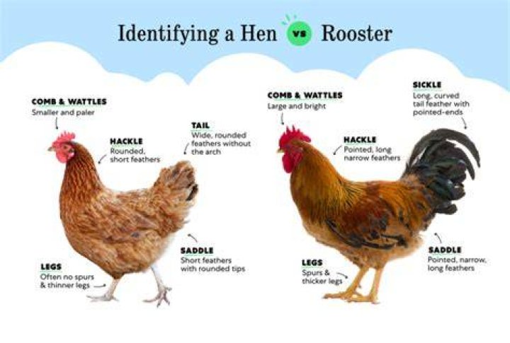 Can you have a rooster with hens?