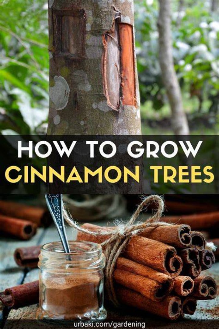 Can you put cinnamon in plant soil?