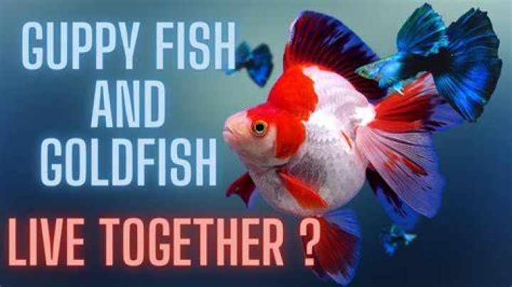 Can you put guppies with goldfish?