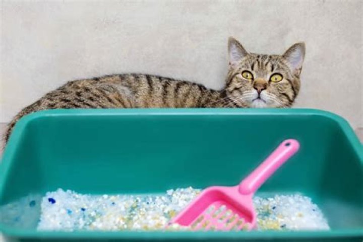 Can you wash crystal cat litter?