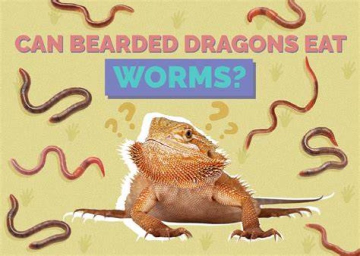 Do bearded dragons need worms?
