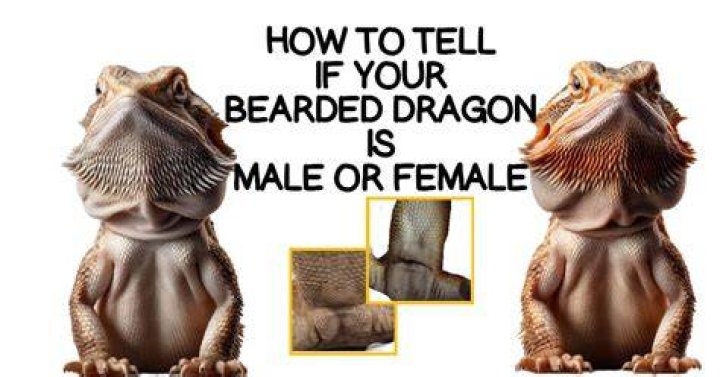 Do bearded dragons recognize your voice?