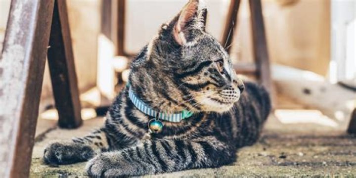 Do bells on collars damage cats hearing?