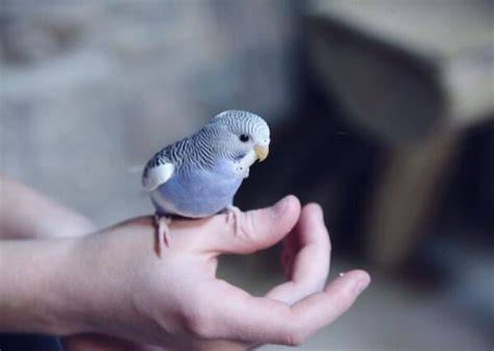 Do birds bond with one person?