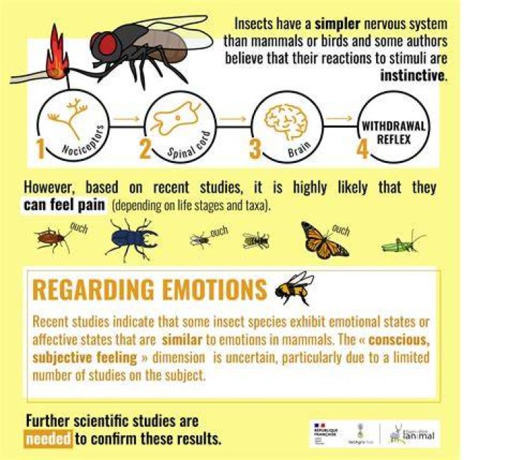 Do bugs feel emotions?