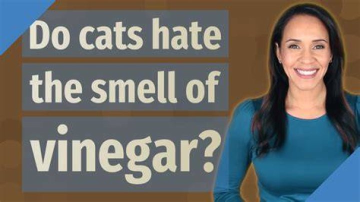 Do cats hate smell vinegar?