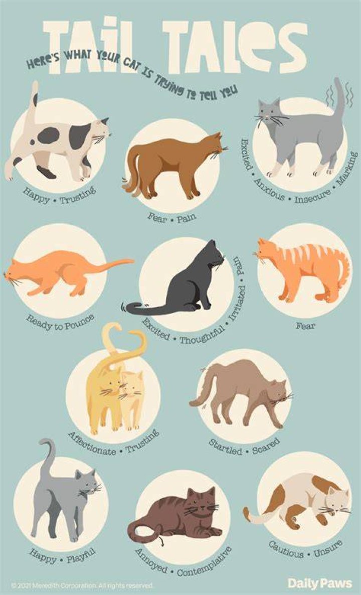Do cats like having their tails touched?