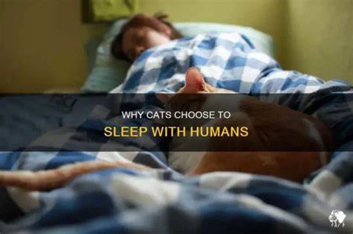 Do cats like sleeping with humans?