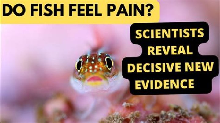 Do crawfish feel pain?