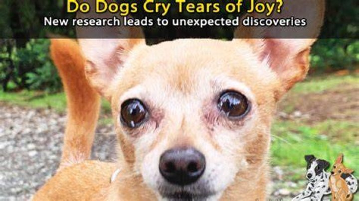 Do dogs cry when they're sad?