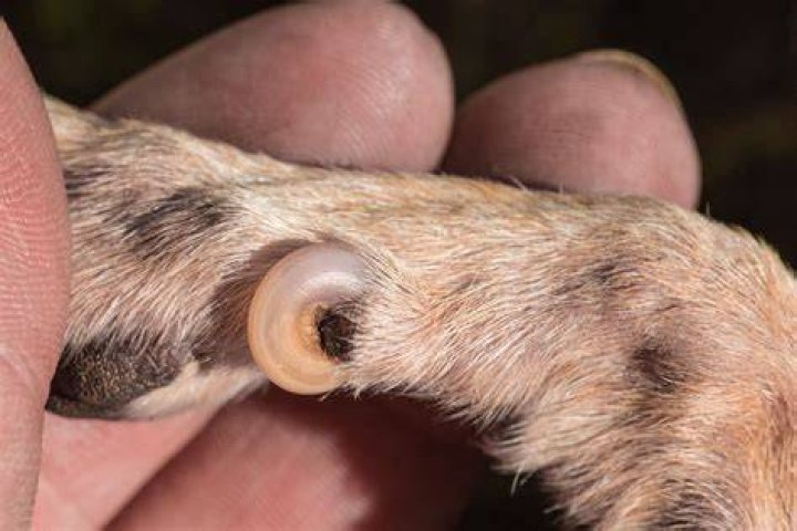 Do dogs have thumbs?