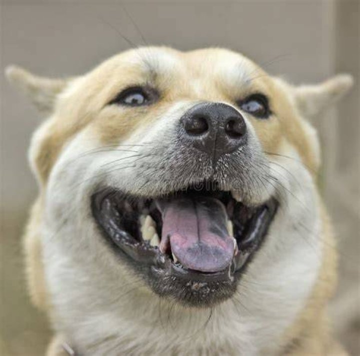 Do dogs laugh in their sleep?