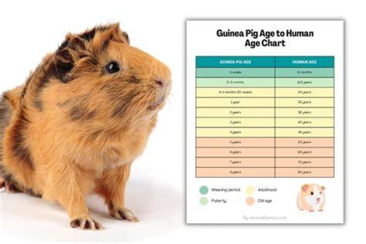 Do guinea pigs go GREY with age?