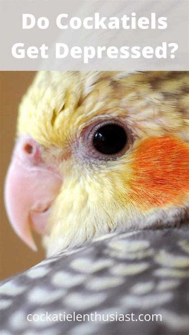 Do I cover my cockatiel at night?