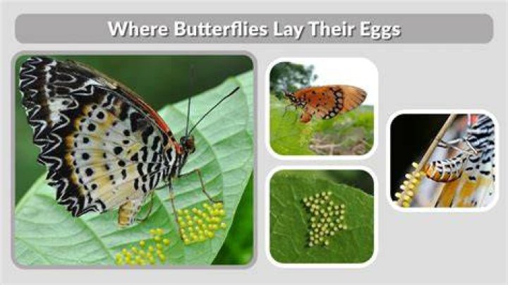 Do male butterflies lay eggs?