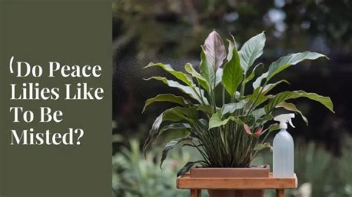 Do peace lilies like to be misted?