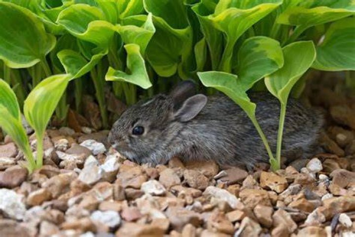 Do rabbits eat hostas?