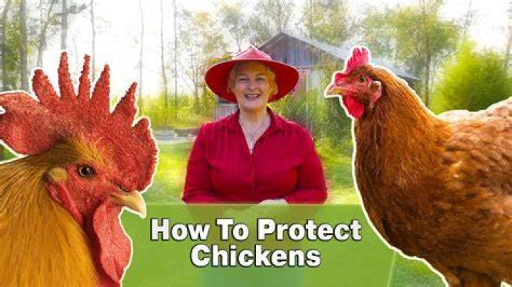 Do roosters protect hens from hawks?