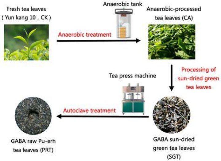 Does green tea increase GABA?