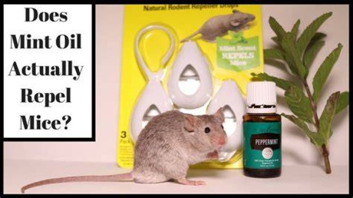 Does peppermint oil really keep mice away?