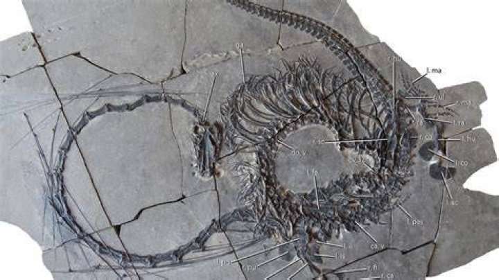 Has a dragon skeleton ever been found?