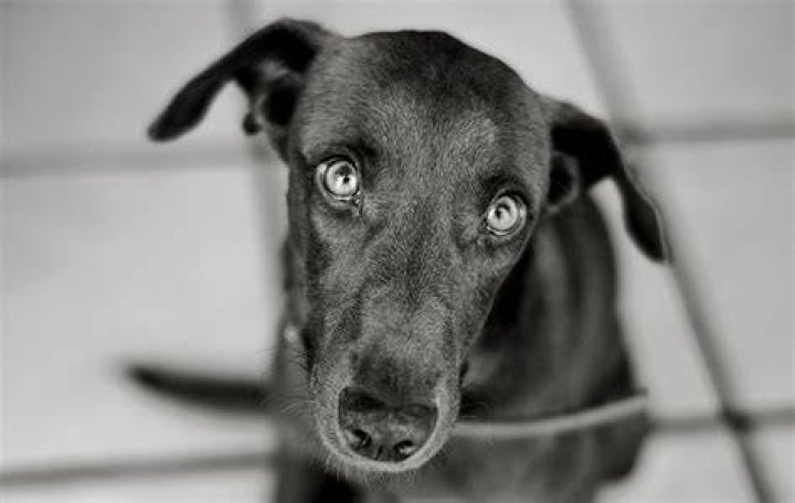 How do dogs act when they are stressed?