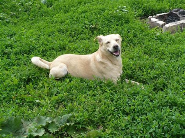How do groomers groom aggressive dogs?
