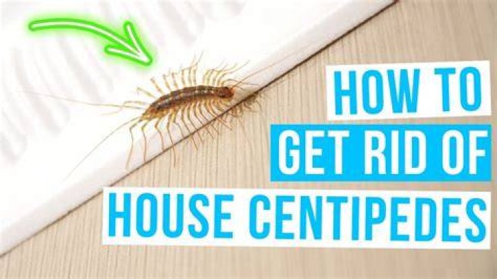 How do I get rid of house centipedes forever?